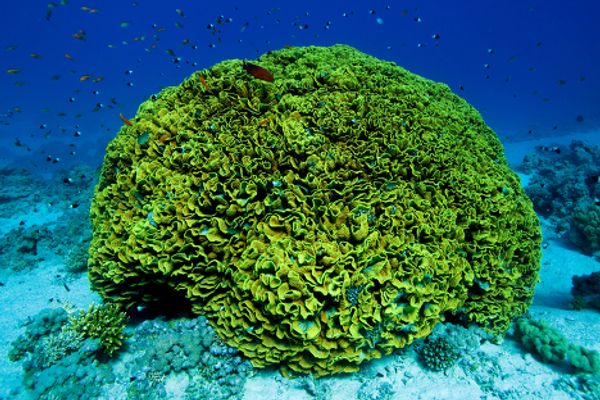 The Red Sea, Egypt - Sputnik International