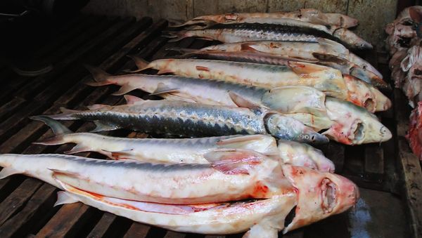 Some 2 tons of rare sturgeon seized in Far East - Sputnik International