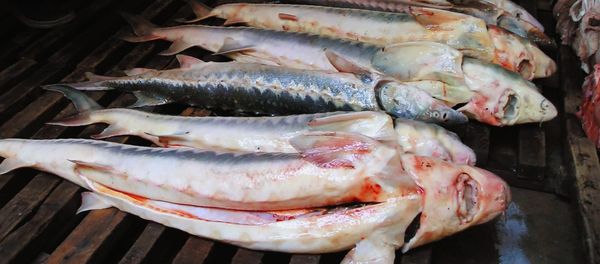 Some 2 tons of rare sturgeon seized in Far East - Sputnik International