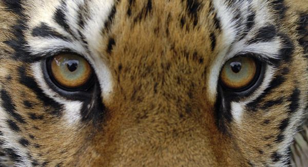  Tiger - Sputnik International