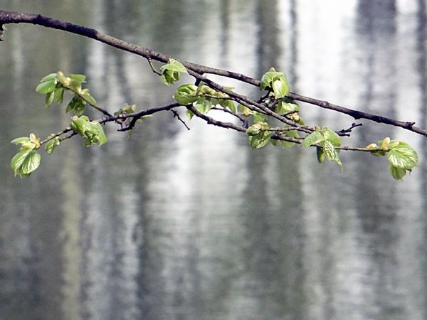 Spring in Moscow Spring in Moscow - Sputnik International