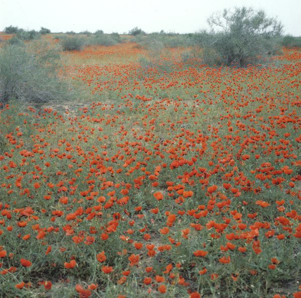 Poppies Poppies - Sputnik International