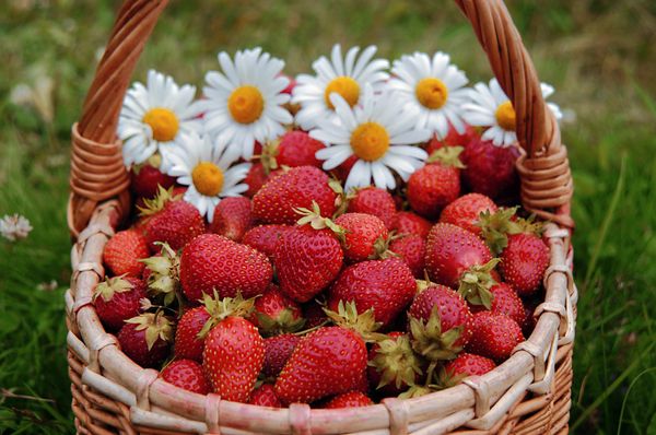 Strawberries - Sputnik International
