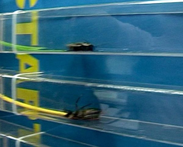 Cockroach racing: lunchtime fun in the office - Sputnik International