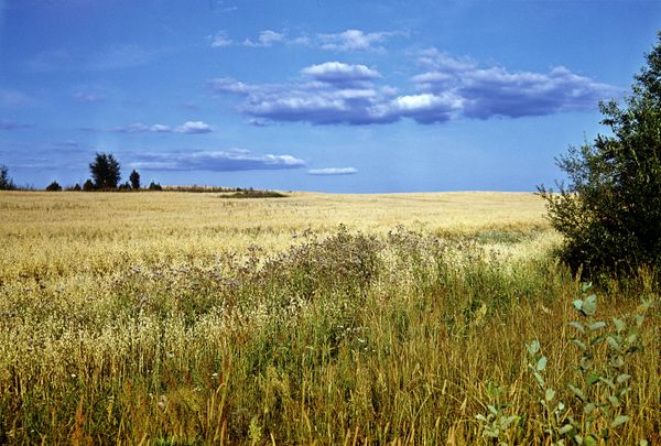 A landscape - Sputnik International
