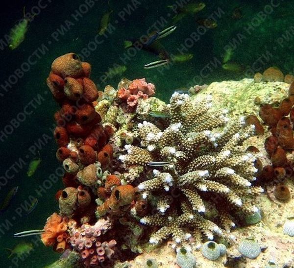 Menjangan diving resort in northwestern Bali - Sputnik International