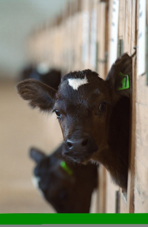 Cows - Sputnik International