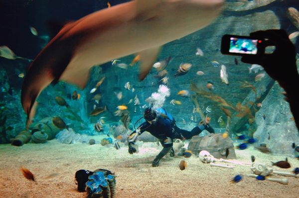Russia’s largest oceanarium opens in Sochi - Sputnik International
