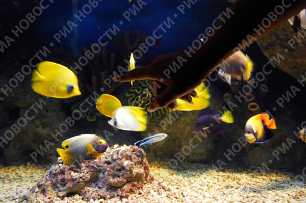 Russia’s largest oceanarium opens in Sochi - Sputnik International
