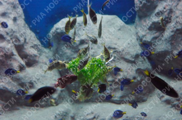 Russia’s largest oceanarium opens in Sochi - Sputnik International