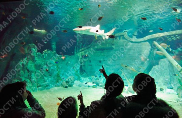 Russia’s largest oceanarium opens in Sochi - Sputnik International