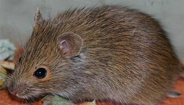 Mouse - Sputnik International