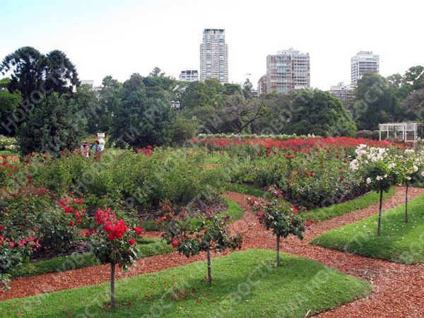 Roses blossom in Argentina’s capital in winter  - Sputnik International