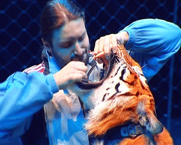 How do you tame the Year of the Tiger? Ask the animal tamers  - Sputnik International