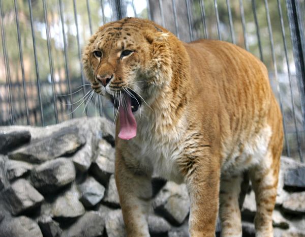  A 'dash of lion and a pinch of tiger' - recipe to resurrect ancient subspecies - Sputnik International