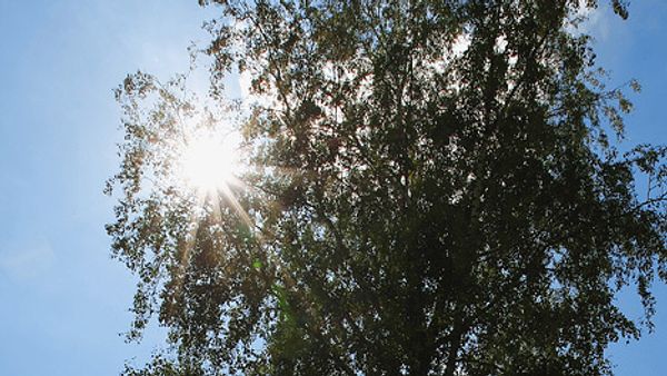 Siberian scientists grow aspens eight times faster Siberian scientists grow aspens eight times faster - Sputnik International
