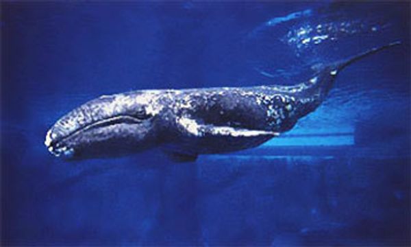 Russian ecologists hold rally for Japanese anti-whaling activists Russian ecologists hold rally for Japanese anti-whaling activists - Sputnik International