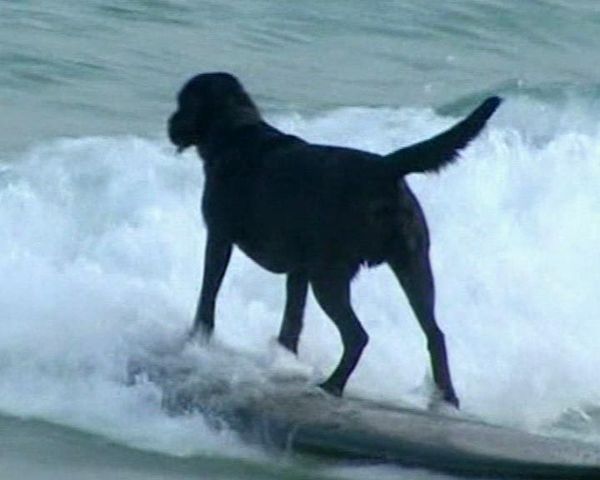 Surfing dog in china - Sputnik International