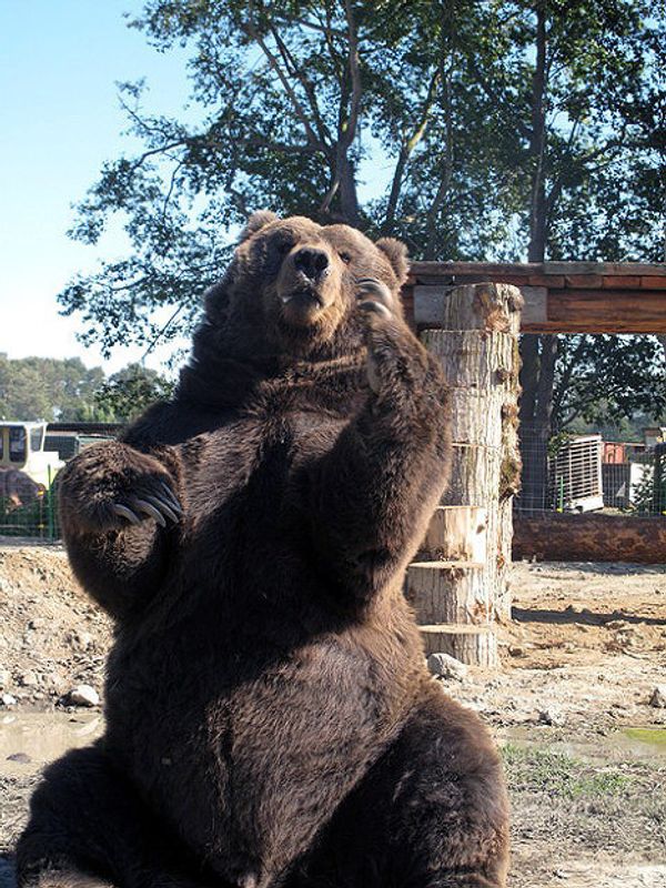 Hollywood’s Wild Stars in the Wilderness - Sputnik International