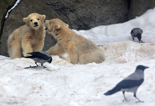 Polar bear cubs take their first steps - Sputnik International