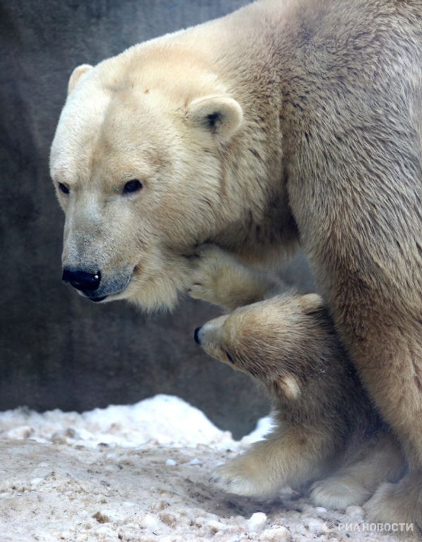 Polar bear cubs take their first steps - Sputnik International