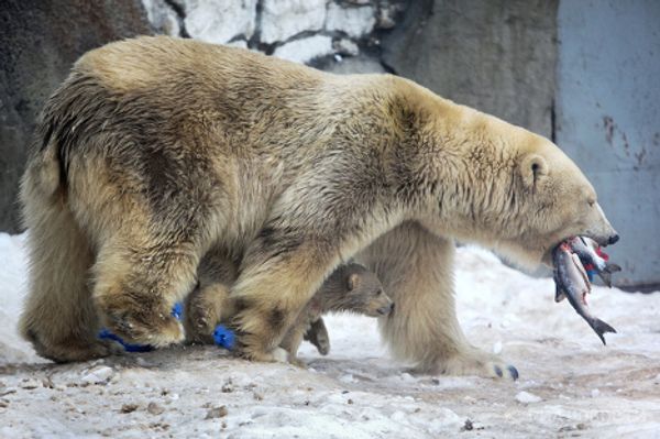 Polar bear cubs take their first steps - Sputnik International