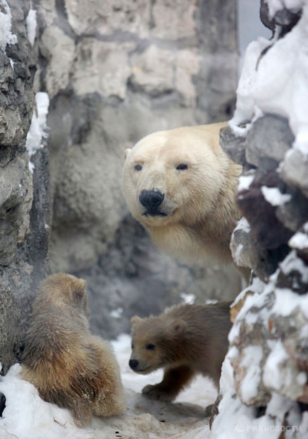 Polar bear cubs take their first steps - Sputnik International