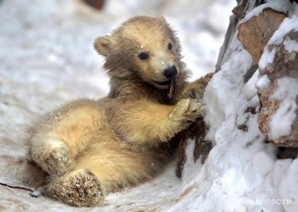 Polar bear cubs take their first steps - Sputnik International