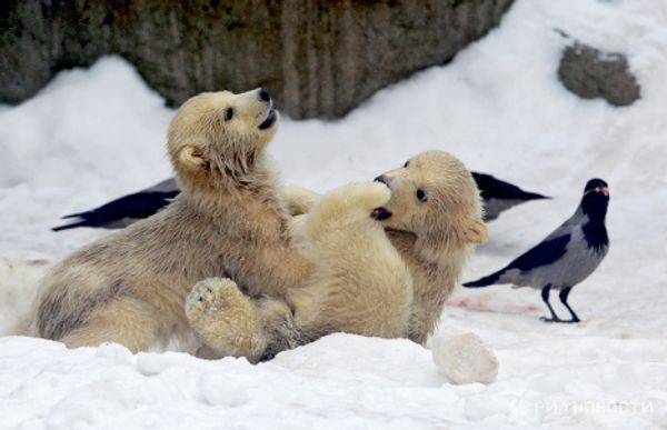 Polar bear cubs take their first steps - Sputnik International