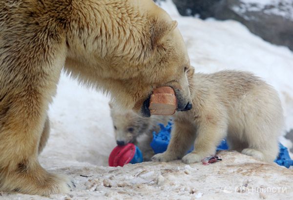 Polar bear cubs take their first steps - Sputnik International