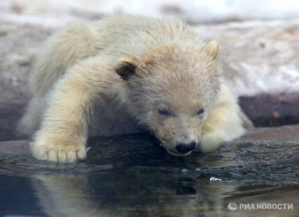 Polar bear cubs take their first steps - Sputnik International