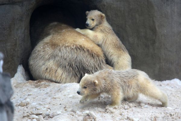 Polar bear cubs take their first steps - Sputnik International