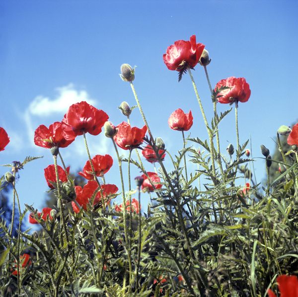 Afghan drug traffic: A problem for regional countries - Sputnik International