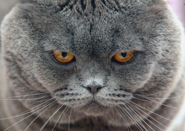 Scottish Fold - Sputnik International