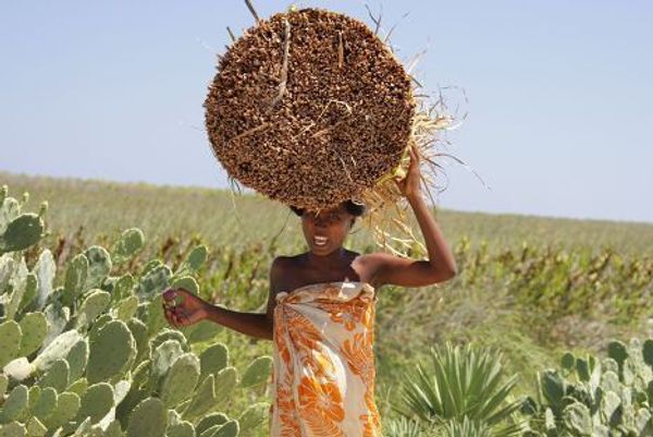 A malagasy girl - Sputnik International