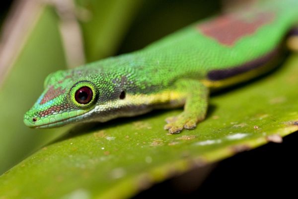 A Malagasy Day Gecko - Sputnik International