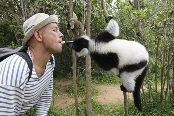 The Indri is one of the largest living lemurs  - Sputnik International