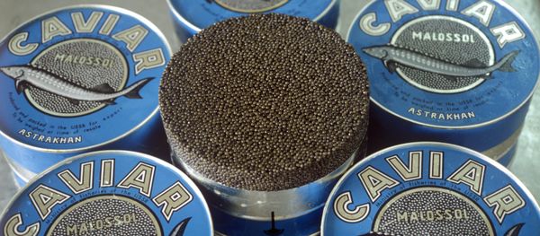 Russia's Fisheries Ministry has been presented with a series of proposals to protect the country's supply of caviar - Sputnik International