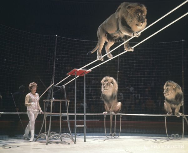 Animal tamer Irina Bugrimova with lions at her feet Animal tamer Irina Bugrimova with lions at her feet - Sputnik International