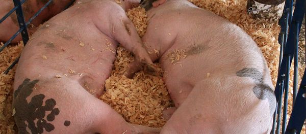 Russia’s Rosselkhoznadzor is going to limit Canadian pork imports to the country, according to the statement by watchdog's press service. - Sputnik International