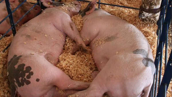 Russia’s Rosselkhoznadzor is going to limit Canadian pork imports to the country, according to the statement by watchdog's press service. - Sputnik International