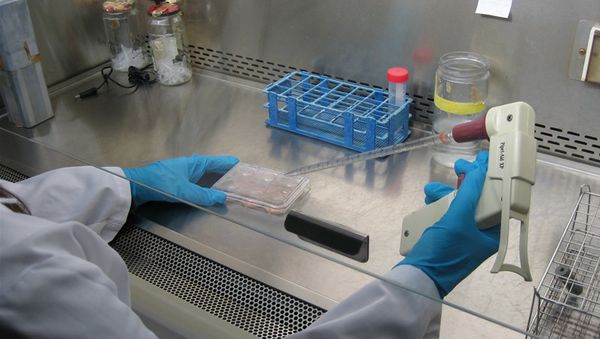 Harvard Professor Denies ‘Neanderthal Clone’ Project - Sputnik International