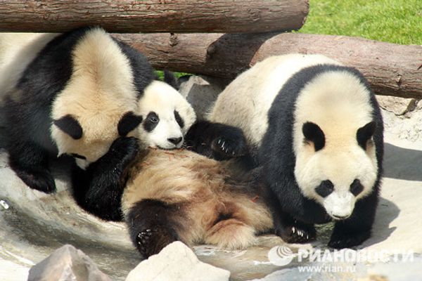Giant pandas on tour: 14 hours for food and 10 for games and sleep Giant pandas on tour: 14 hours for food and 10 for games and sleep - Sputnik International