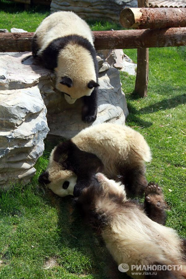 Giant pandas on tour: 14 hours for food and 10 for games and sleep Giant pandas on tour: 14 hours for food and 10 for games and sleep - Sputnik International