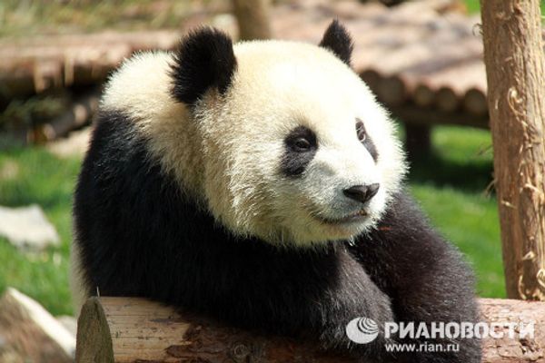 Giant pandas on tour: 14 hours for food and 10 for games and sleep Giant pandas on tour: 14 hours for food and 10 for games and sleep - Sputnik International