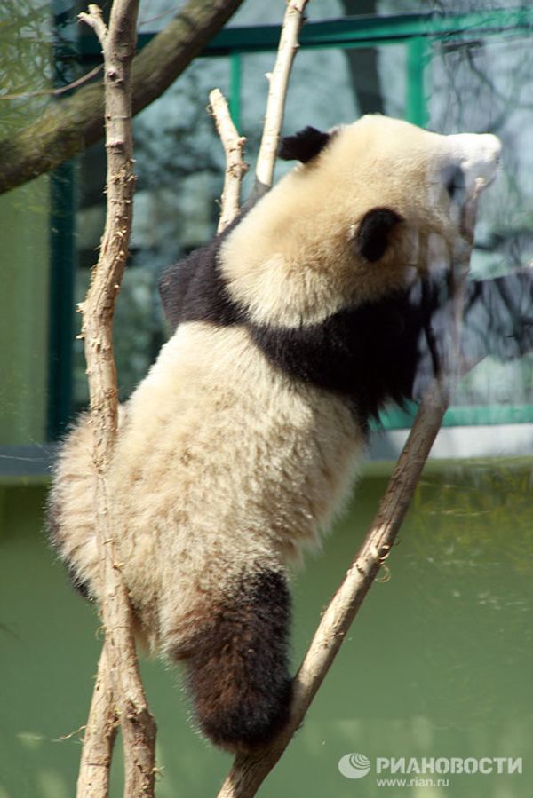 Giant pandas on tour: 14 hours for food and 10 for games and sleep Giant pandas on tour: 14 hours for food and 10 for games and sleep - Sputnik International