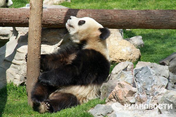 Giant pandas on tour: 14 hours for food and 10 for games and sleep Giant pandas on tour: 14 hours for food and 10 for games and sleep - Sputnik International