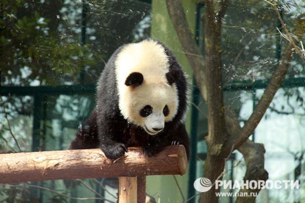 Giant pandas on tour: 14 hours for food and 10 for games and sleep Giant pandas on tour: 14 hours for food and 10 for games and sleep - Sputnik International