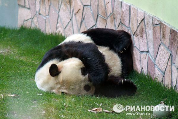 Giant pandas on tour: 14 hours for food and 10 for games and sleep Giant pandas on tour: 14 hours for food and 10 for games and sleep - Sputnik International