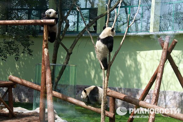 Giant pandas on tour: 14 hours for food and 10 for games and sleep Giant pandas on tour: 14 hours for food and 10 for games and sleep - Sputnik International
